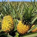 Productos - Iberfruta